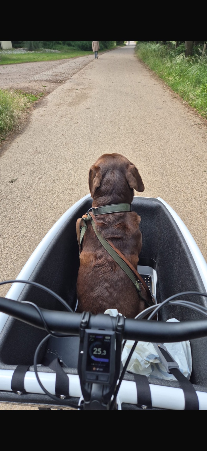 Labrador voorin de bakfiets